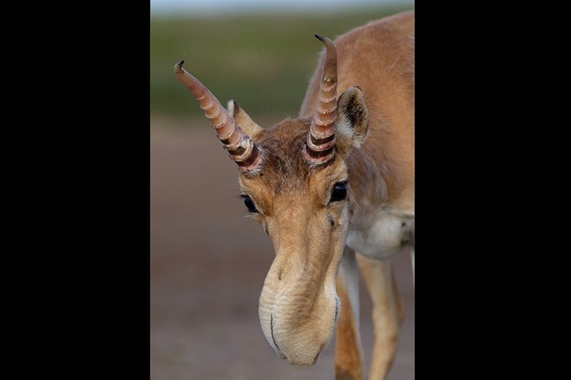 Saiga are distinctive thanks to their bizarre swollen nose, which filters dust in summer and warms air in winter.
