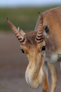 Saiga are distinctive thanks to their bizarre swollen nose, which filters dust in summer and warms air in winter.