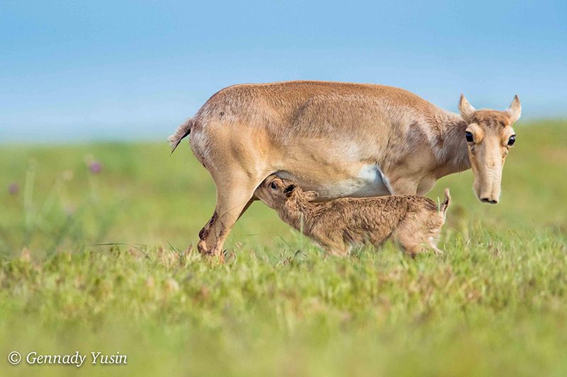 Saiga give birth to one or two young, called calves, which stay hidden in the grass to avoid predators.