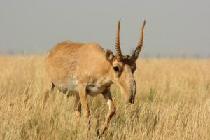 Male saiga antelope