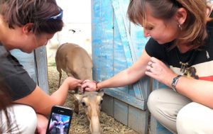 The Centre for Wild Animals in Kalmykia facilitates critical scientific research into saiga ecology and behaviour