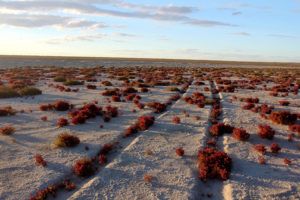 The landscape around Resurrection Island is dry, vast and unlike anywhere else on earth.