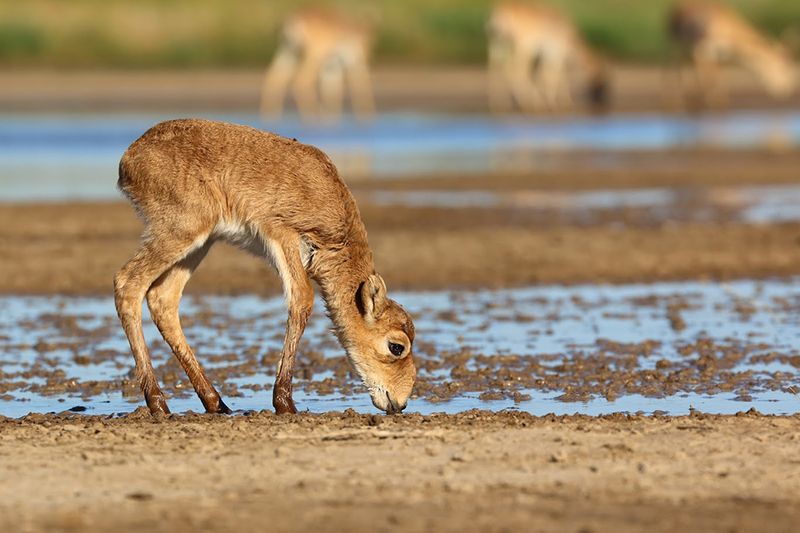 Young saiga are vulnerable but are protected within a large herd.