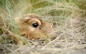 Young saiga lay low in the grass to avoid being seen by predators