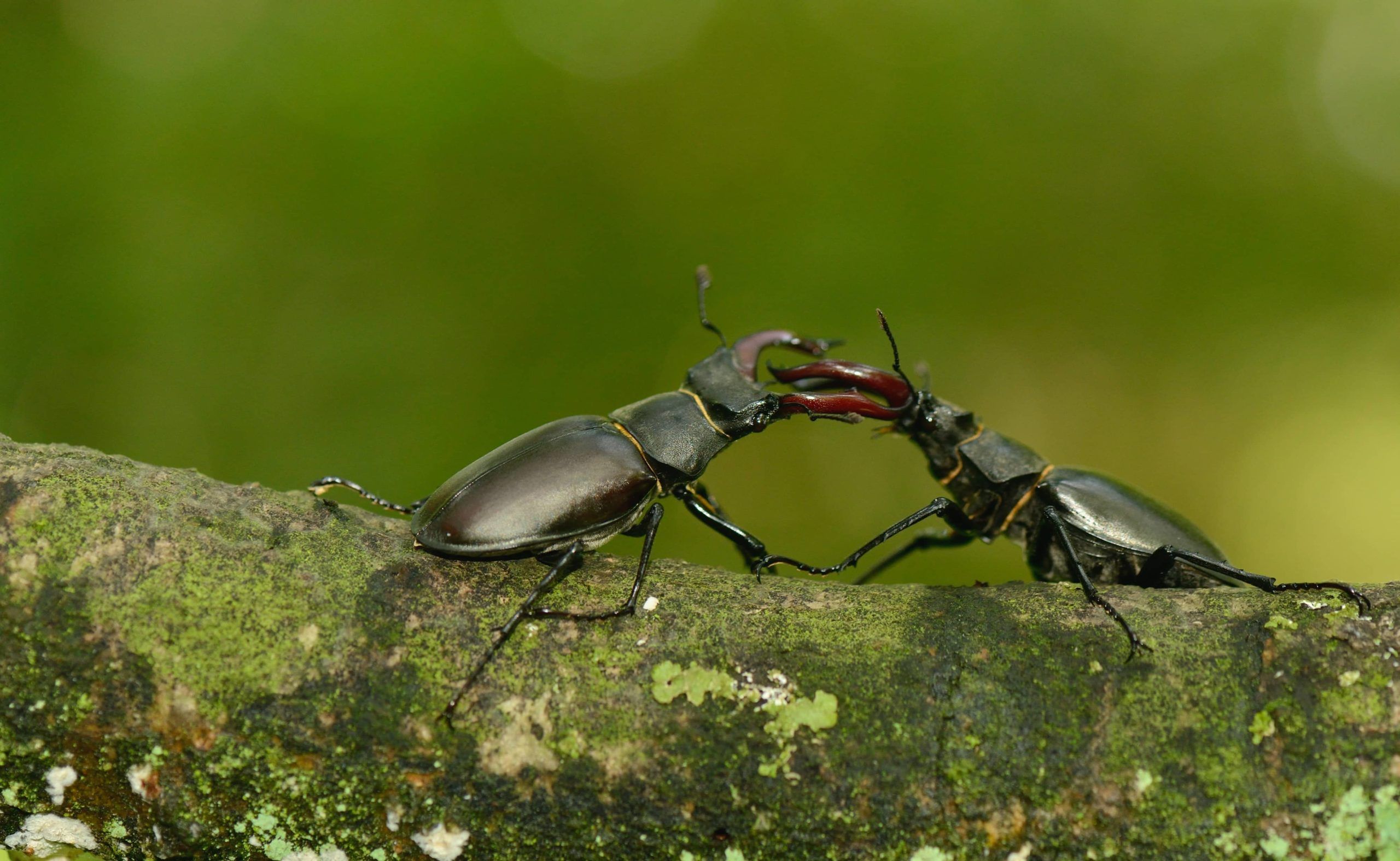 Two male stag beetles. Photo by Ben Andrews