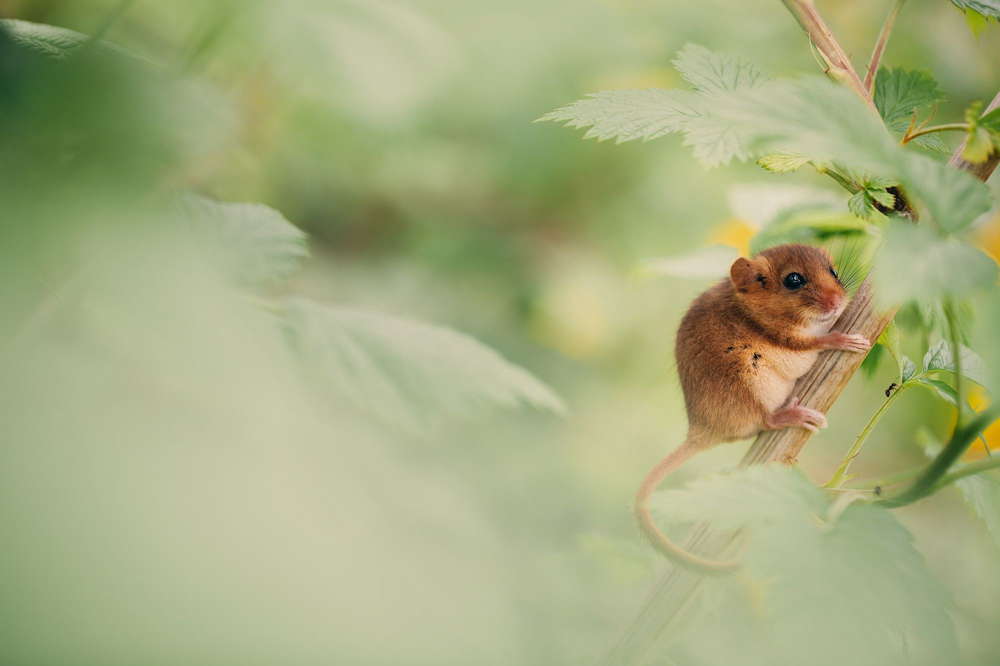 A dormouse on a branch. Photographer Angyalosi Beata,Shutterstock