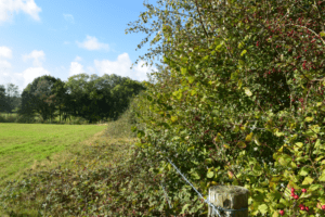 Briddlesford hedge sunshine berries margin sandhills - Megan Gimber