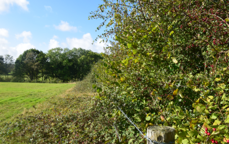 Briddlesford hedge sunshine berries margin sandhills - Megan Gimber - thumbnail