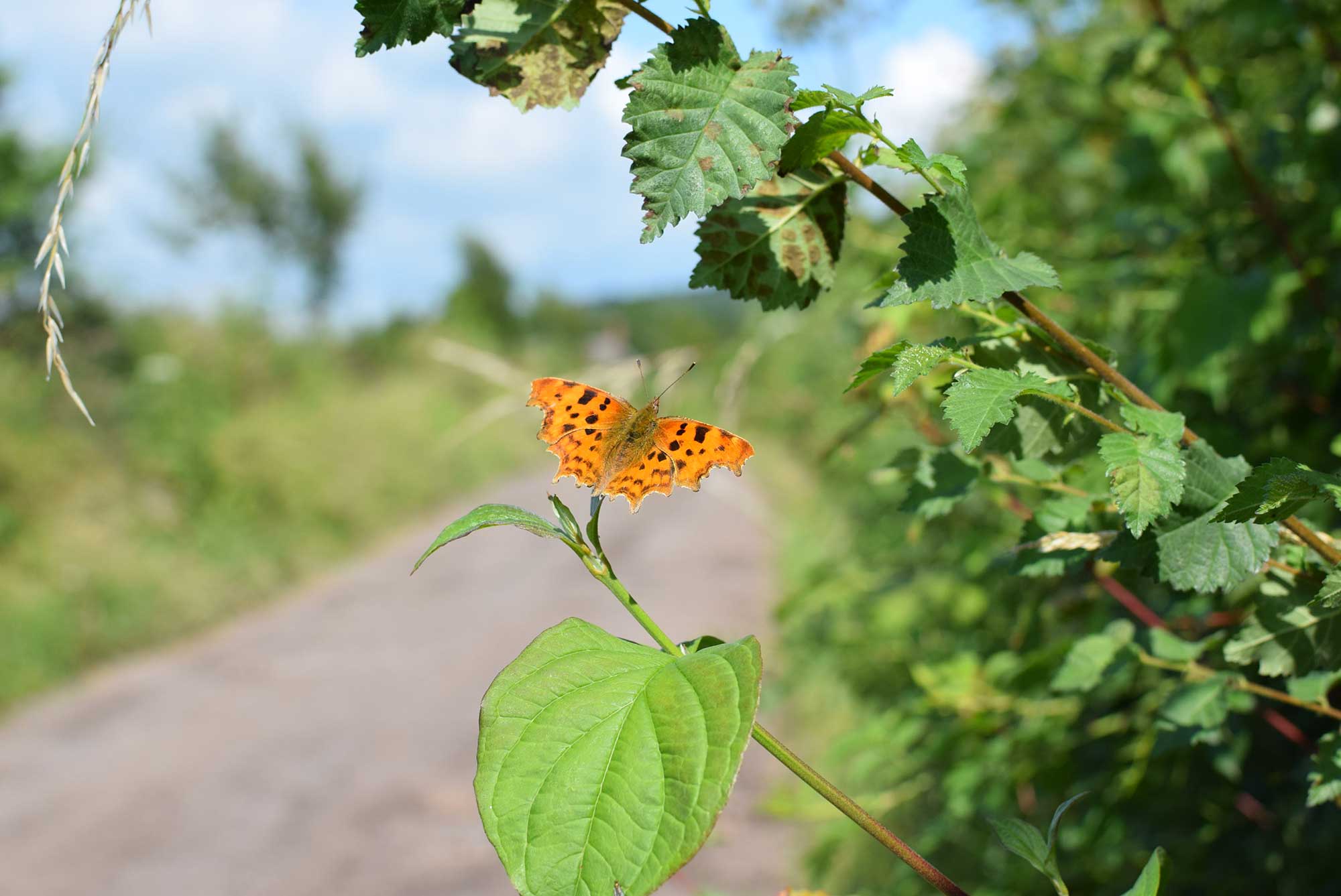 Comma-butterfly-on-hedge---by-Megan-Gimber