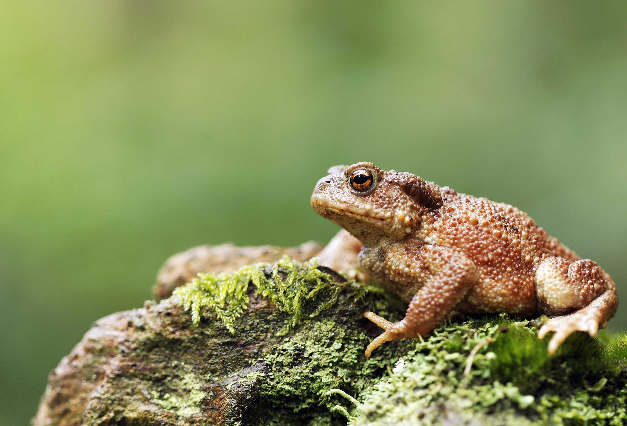 Common-toad,-Bufo-bufo,-single-toad-on-log,-Warwickshire,-August-2012-Erni-Shutterstock-