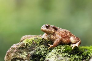 Common toad by Erni Shutterstock
