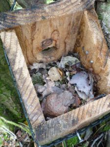 Common toad in a nestbox