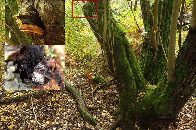 The secret lives of toads: new research discovers common toads living in trees