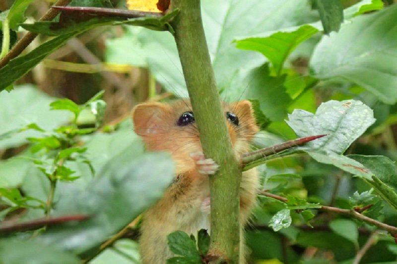 hazel dormouse hiding behind a stem