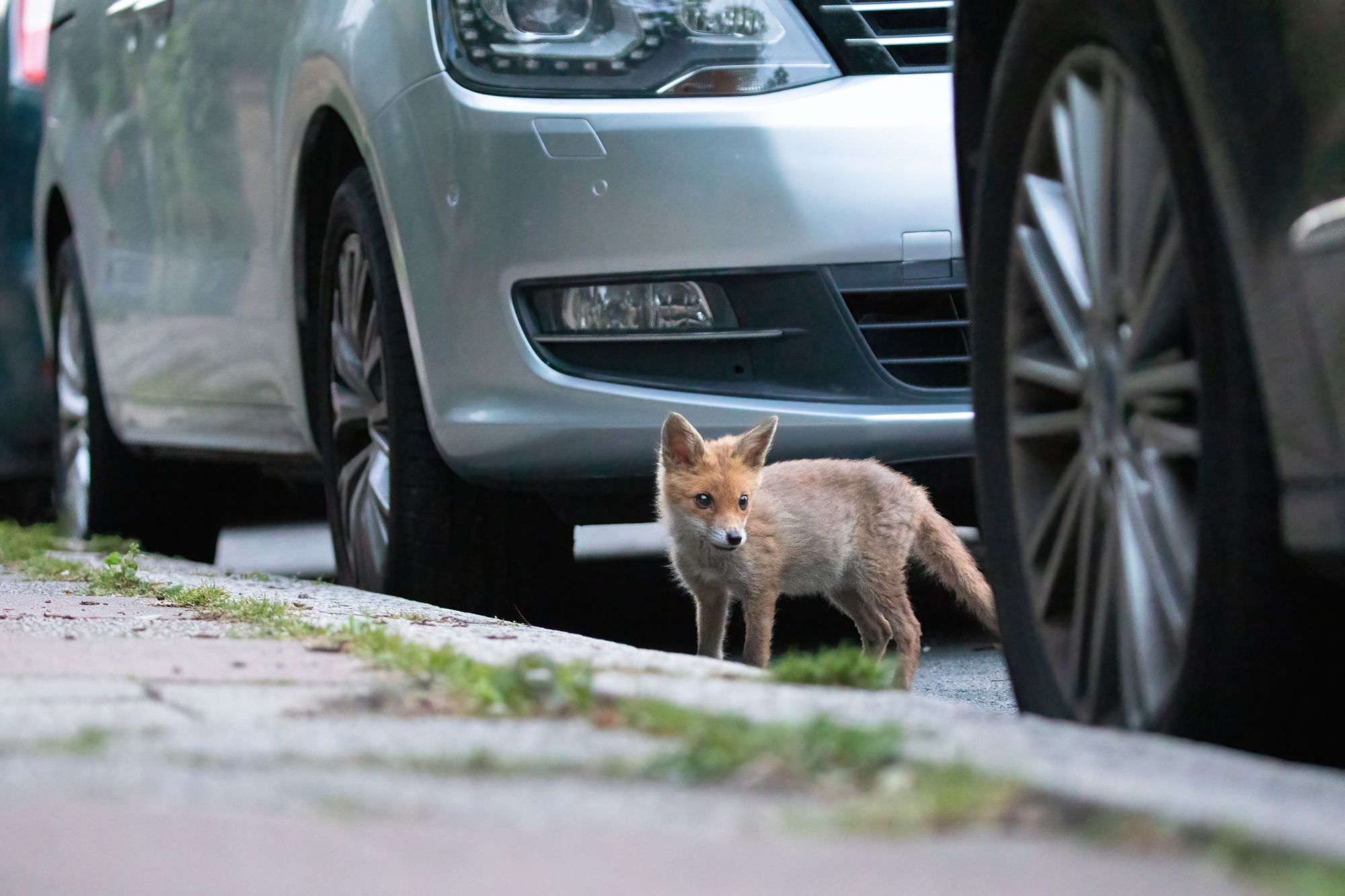 Fox cub between parked cars by Paul Saunders