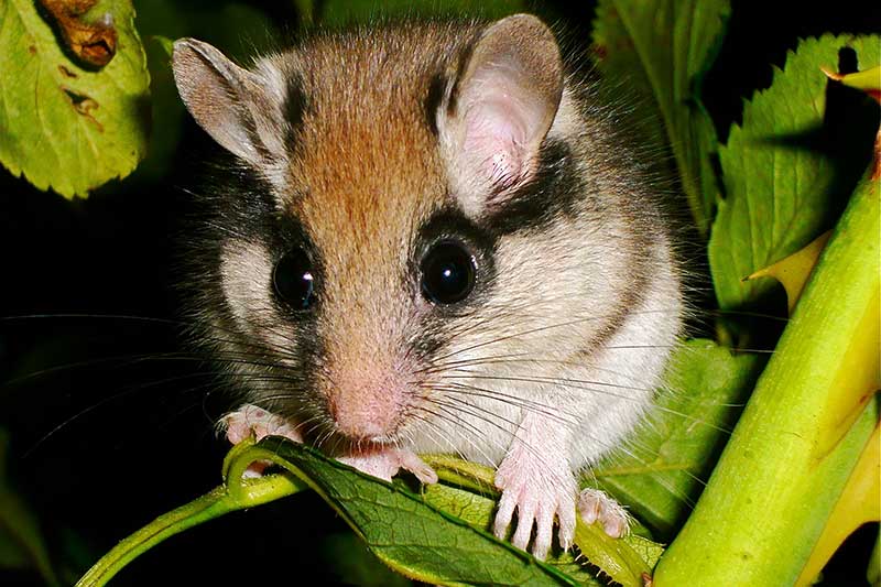 Coming together for dormice: 11th international conference