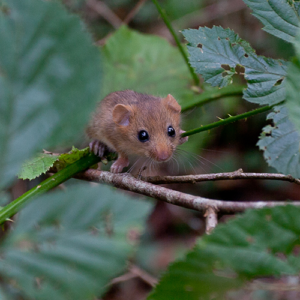 Hazel dormouse in Briddlesford Woods - Isle of Wight. Credit Clare Pengelly