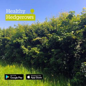 Healthy hedgerows download the app