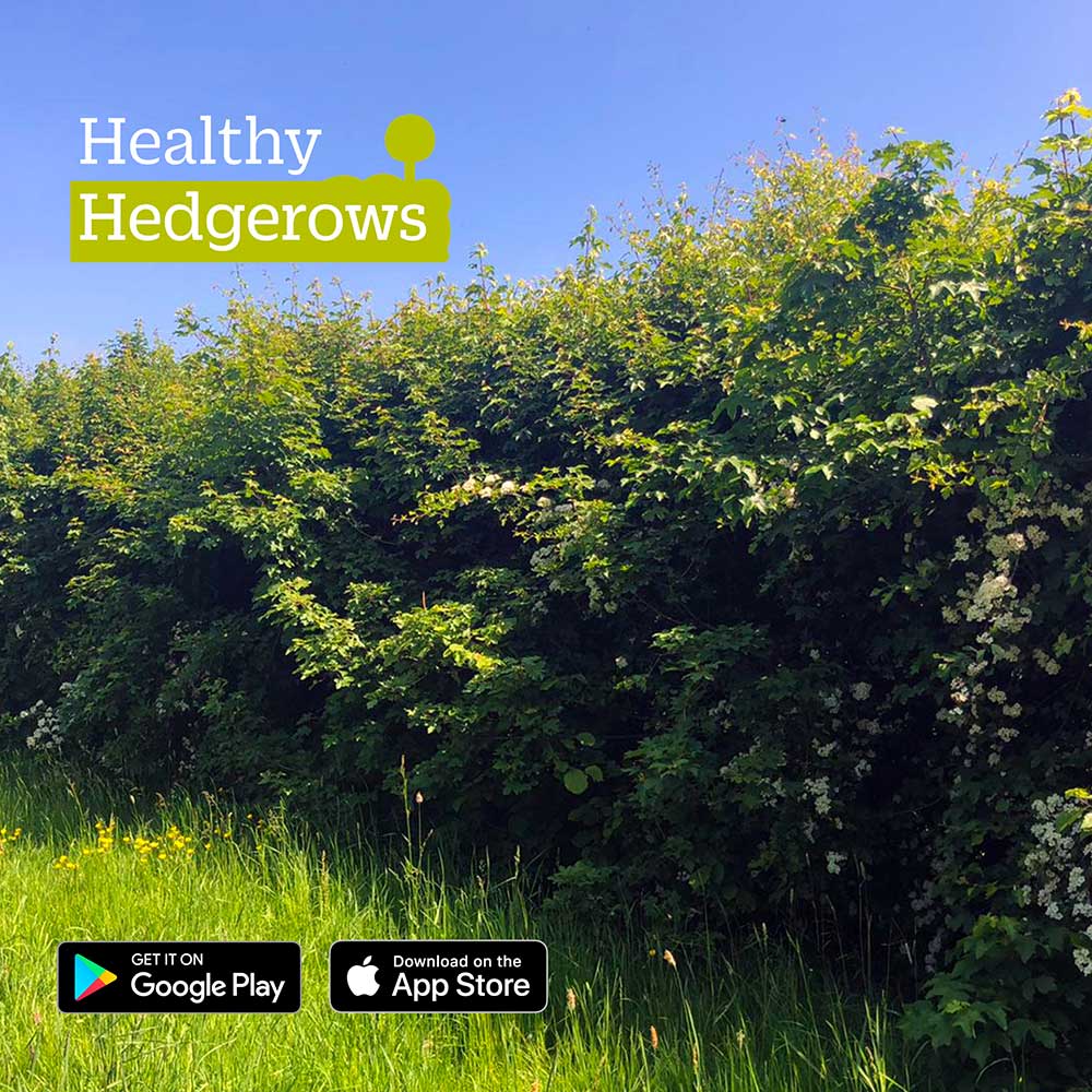 Healthy hedgerows download the app. Healthy hedgerows: keeping our hedgerow network alive