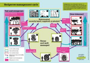 Hedgerow-management-cycle