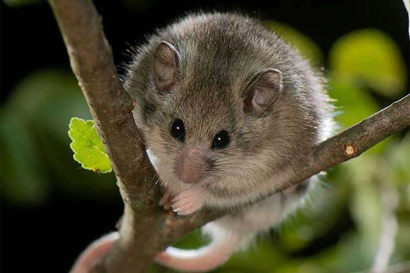 Mouse-tailed-dormouse-Dormouse-conference-2022