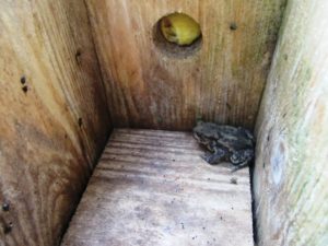 toad in nest box