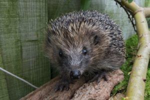A hedgehog in a garden by Phillip Horwood