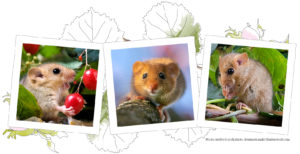 Three-dormice-in-frames-House-a-dormouse-today