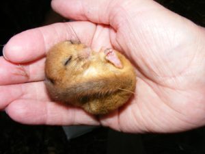 torpid dormouse in hand
