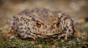 The secret life of toads in trees. Photo credit Anthony Court