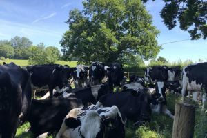 Cows-sheltering-from-sun-in-hedge-shade-hedgerow-tree-Megan-Gimber2