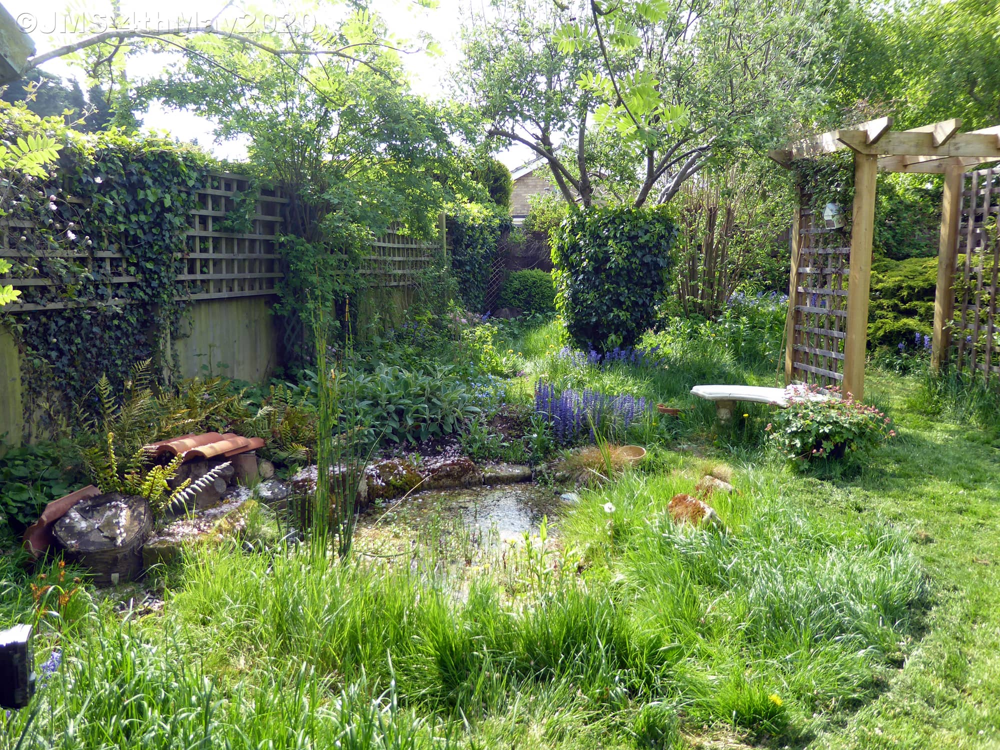 Garden Pond_Judy Staines