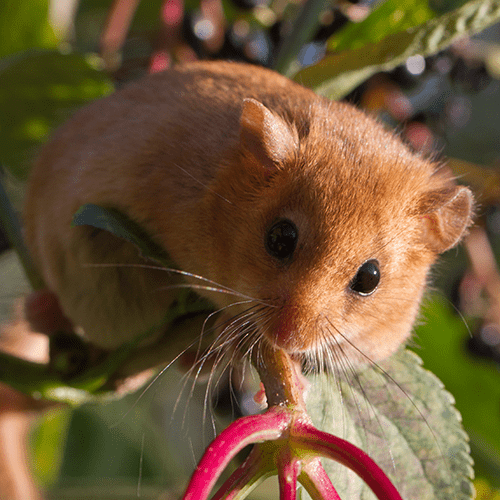 Dormouse appeal