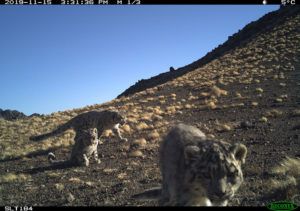 Collared-snow-leopard-F12-with-two-cubs
