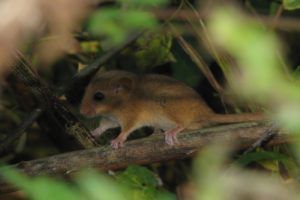 dormouse on branch