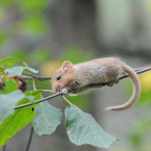 Dormouse on a branch