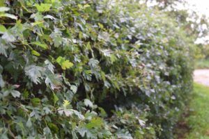 Hawthorn-hedge-cut-every-year-no-berries