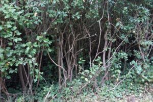 Hedgerow-base-canopy-hollow