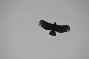 black and chestnut eagle in sky