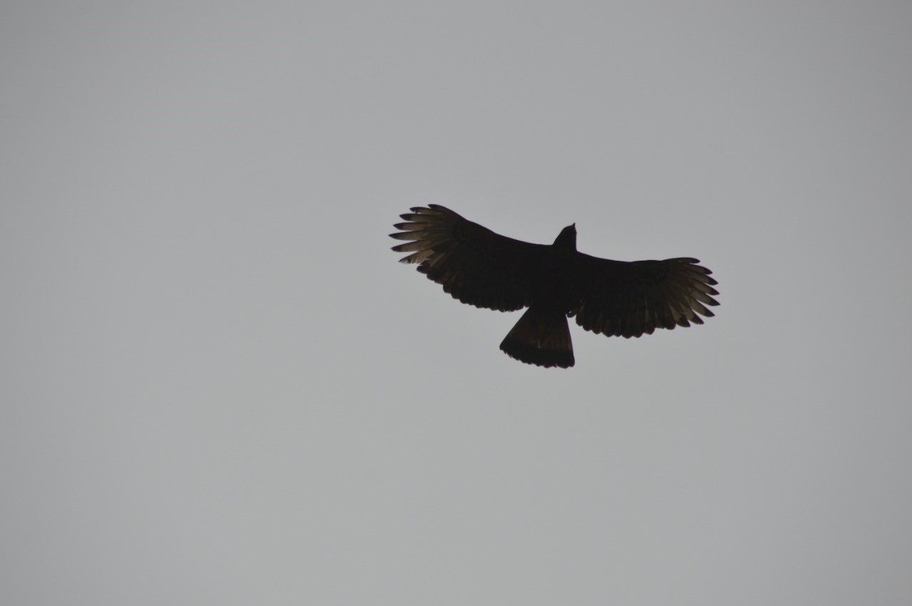 Tashkin Meza eagle flying