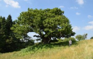 Ancient Oak, open grown, WPPL. Megan Gimber