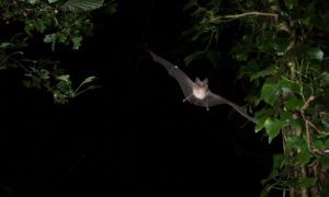 Rhinolophus ferrumequinum Greater horseshoe bat Drovers by Daniel Hargreaves