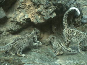 Snow leopards credit Snow Leopard Trust (USA) / Snow Leopard Conservation Foundation (Mongolia)