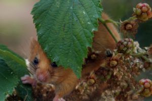Dormice and other wildlife use hedgerows for vital food resources. Credit Vic Sharratt.
