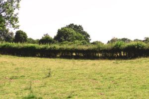 H3-hedge-Moor-Abby-Farm-Megan-Gimber