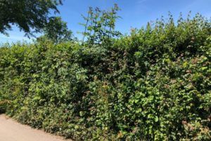 H5-A-Thick-dense-well-managed-and-diverse-hedge.-Megan-Gimber