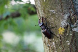 male stag beetle on tree