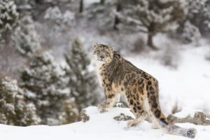 Snow leopard credit Dennis W. Donohue / shutterstock.com