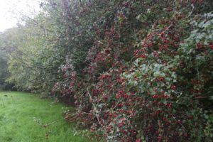 hedge laden with hawthorn