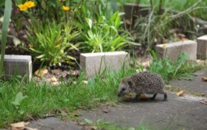 Hedgehog DariaDS Shutterstock thumbnail